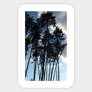 Pine Tree Silhouette Sticker